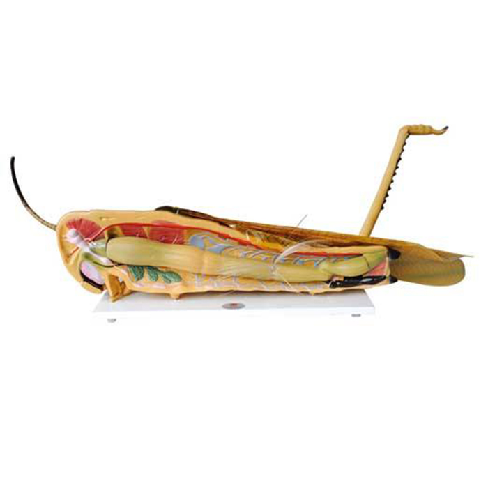 33101���x(ch��ng)����ģ��